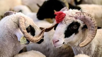 Kurban Bayramı Tatili 10 Güne Çıkıyor mu? Bakan Ersoy'dan Milyonları Sevindiren Açıklama!
