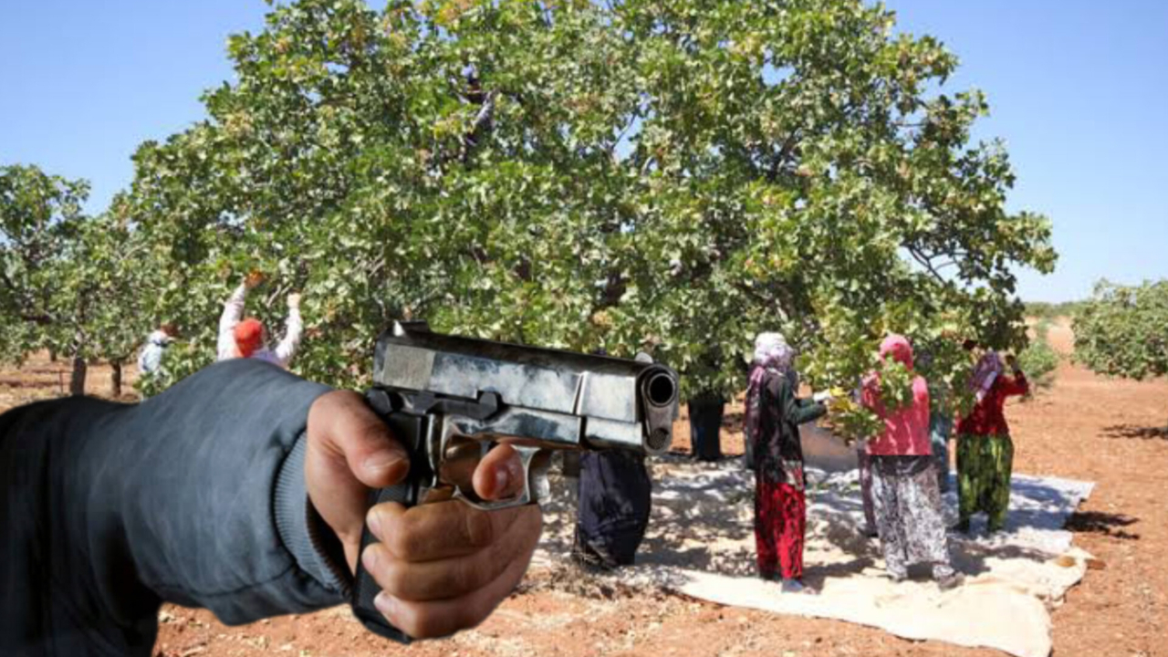 Tarlada miras kan döktü: Kardeş kavgası silahlı çatışmaya dönüştü!